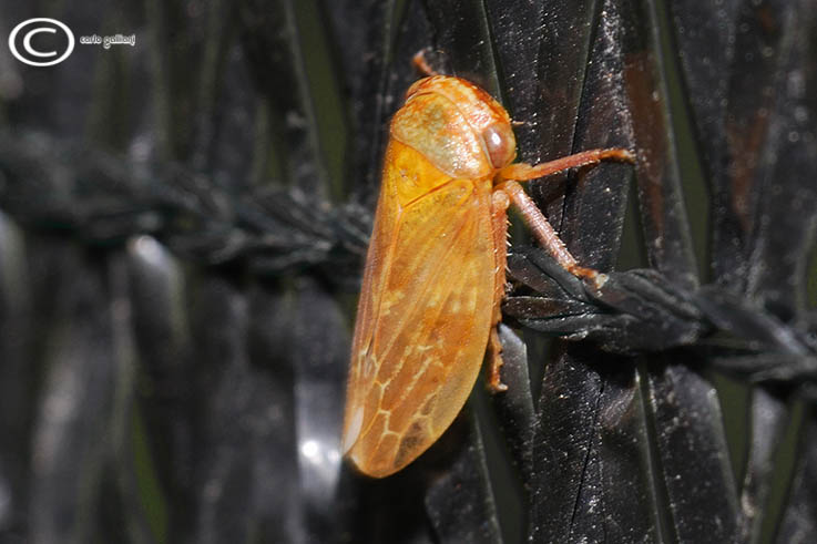 identificazione cicadellidae